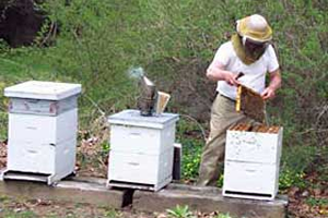 Arı Düşüşte Kümes Hayvanı Zirvede