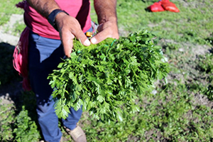 Hatay Maydanoz Üretiminin Yüzde 40 ını Gerçekleştiriyor