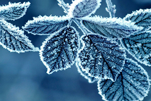 Meteorolojiden Zirai Don Uyarısı