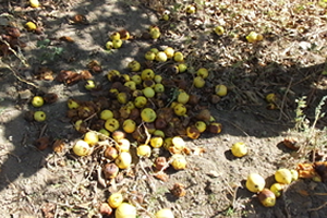 Organik Elmalar Domuzlara Yem Oldu