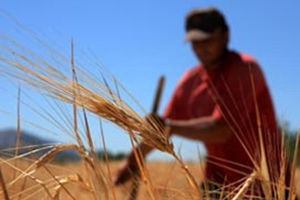 Çiftçilere Destek Ödemeleri Başladı