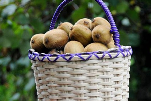 Kivi Hasadı Öncesi Üreticilere Uyarı