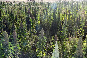 Kinoa Adıyaman da da Yetiştirilecek