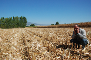 15 Dekar Mısır Çalındı