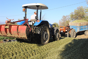 Aydın daki Yetiştiriciler Slaja Yöneldi
