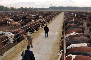 Canlı Hayvan İthalatında Rusya Teklifi