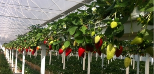 Çilek Yetiştiriciliğinde Kadın Eli Projesi