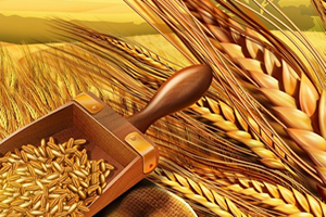 Buğday Şampiyonu Manisa ve Tunceli