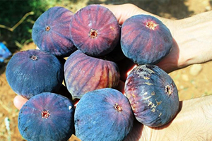 Bursa Üretiyor 22 Ülke Tüketiyor