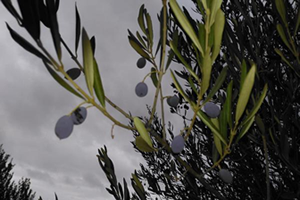 Kuraklık Zeytin Üreticisinin Belini İyice Büktü