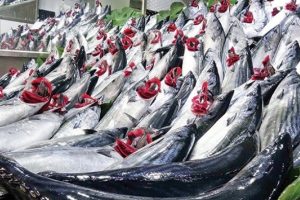 Palamut Zaferi Tavuk Fiyatını Düşürdü