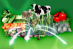 25 İl Yetiştirici Bölgesi İlan Edilecek