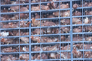 Çiftçilere 10 Bin Tavuk Dağıtıldı