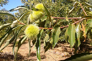 Kestanede Hasat Sezonu Başlıyor