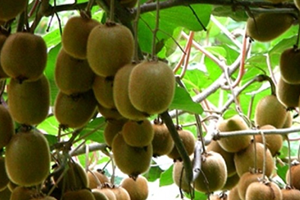 Kivi Rekoltesi Düşüyor