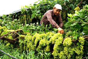 Üzüm Üreticileri Asmaları Sökmeye Başladı
