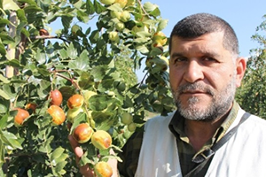 Boğaziçili Çitfçi Elma Bahçelerini Söküp Rüyasında Gördüğü Hünnapı Dikti