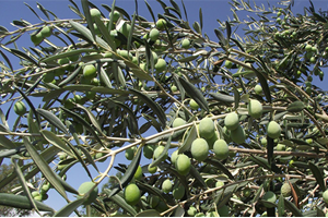 Zeytinin Fiyatı 2 Kat Arttı