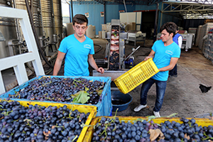 Üzüm Suyuna Talep Artıyor