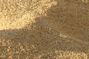 Çeltik Üreticisinin Gözü TMO da