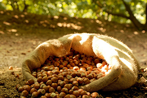 Fındıkta şok eden İddia