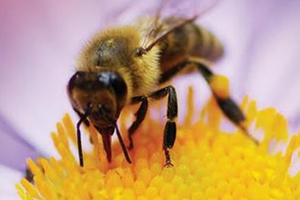 KOP İdaresi Yaşamak İçin Arı Konferansı Düzenliyor