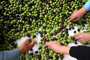 Zeytin Kooperatifinde Rekolte Bildirme Dönemi