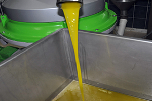 Zeytinyağı Üreticileri Yeni Sezondan Umutlu