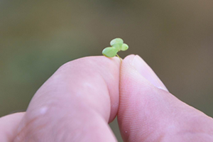 En Küçük Bitki Temizlik Hastası Çıktı