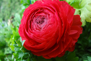 Isparta dan 30 Milyon Avroluk Gül İhracatı