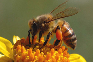 Destekleme Ödemesi İçin Başvuru Süresi Bugün Bitiyor