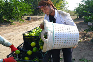 Narenciye Üreticisinin Gözü Putin in Ziyaretinde
