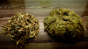 Isırgan Otu Ekonomiye Kazandırılacak