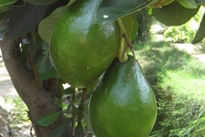 Anamur da Avokado Üretilecek