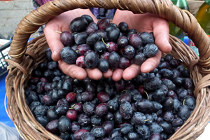 Marmarabirlik Fiyatları Açıkladı