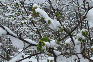 Meteorolojiden Zirai Don ve Sağanak Uyarısı