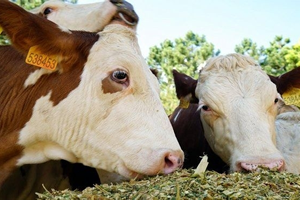 Şap Hastalığından Ari Hale Getirilen Bölgeler