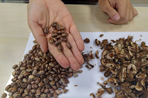 70 Yıllık Ata Tohum Takas Edilecek