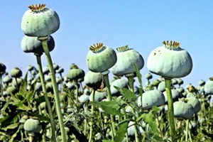 Türkiye Haşhaş Üretiminde Dünya Lideri