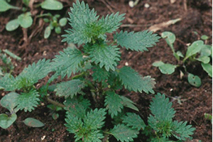 Isırgan Ülke Ekonomisine Katkı Sağlayacak