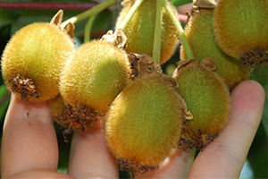 Yalova Kivisi Dalında Satıldı