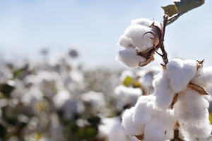 GAP Pamuk İthalatını Azaltacak