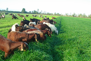 Yem Bitkileri Desteği Başvurularında Son Tarih 18 Kasım