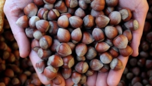 Artık Vizyonu Olan Bir Fındık Politikamız Olmalı