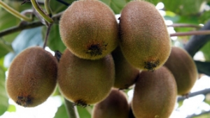 Üretici Kiviyi Sevdi