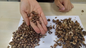 4 Şile Tohum Takas Şenliği Yarın Başlıyor