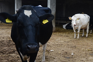 Damızlık Düve Yetiştiriciliği Desteklemesi