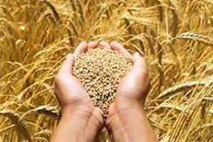 Çiftçilerin Hububat Desteklemesi Ödenmeye Başlandı