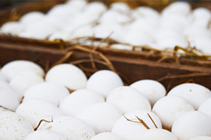 Karadeniz de Organik Yumurta Atağı