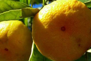 Meyve Zararlısına Karşı Ulusal Mücadele